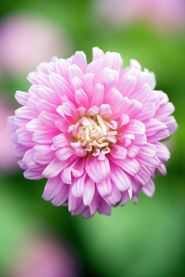 Aster 'comet Formula Mix' Pink Photograph by Geoff Kidd/science Photo ...