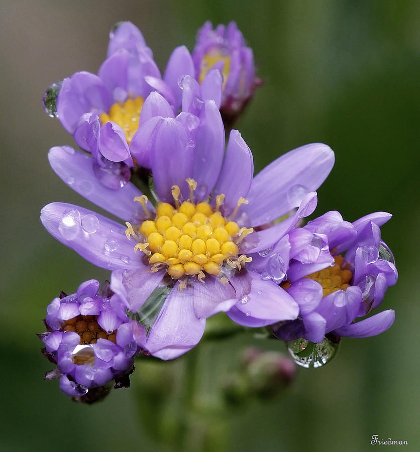 Flower Photograph - Aster Drops by Michael Friedman