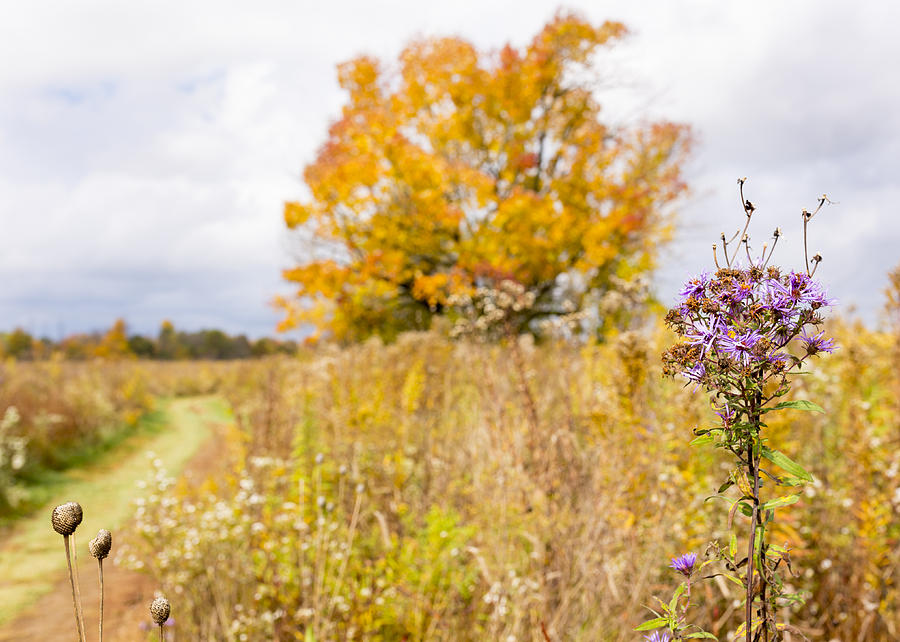 Aster in Autumn  Photograph by Tim Fitzwater