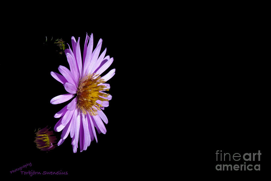 Aster in Black Photograph by Torbjorn Swenelius