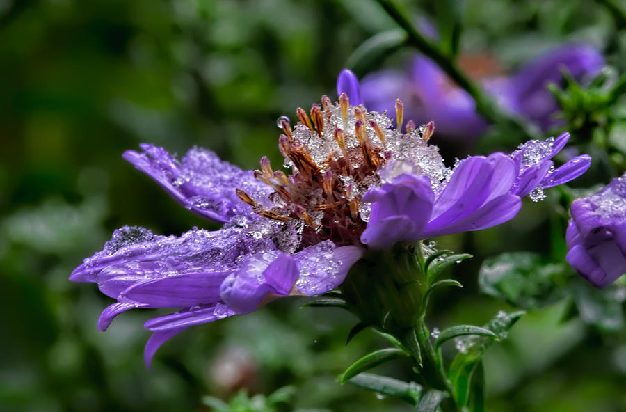 Fall Photograph - Aster in first snow fall- by Leif Sohlman