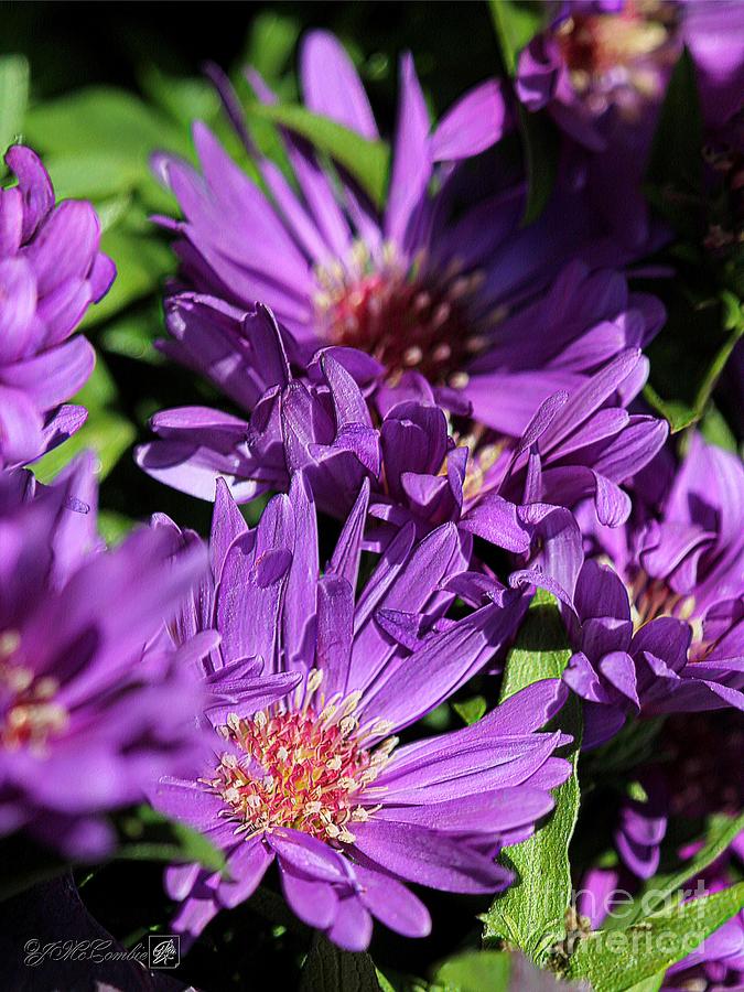 Aster named Magic Purple Photograph by J McCombie