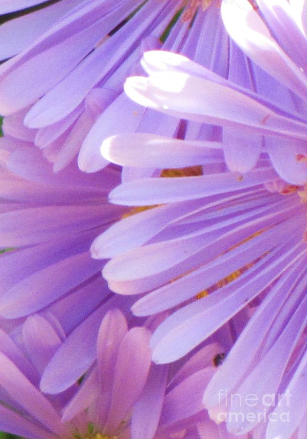 Aster Petals Photograph by Michele Penner