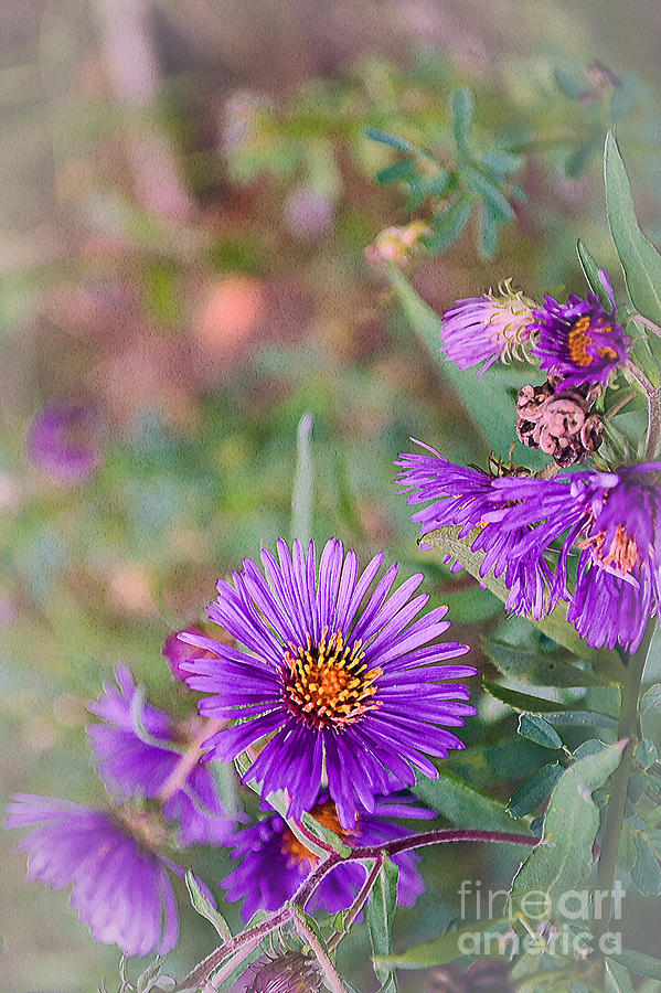 Flower Photograph - Aster Purple Flower Art by Miss Dawn