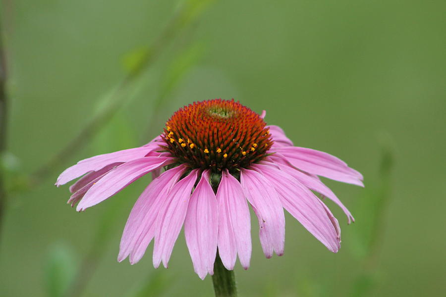 Nature Photograph - Aster by Stella Robinson