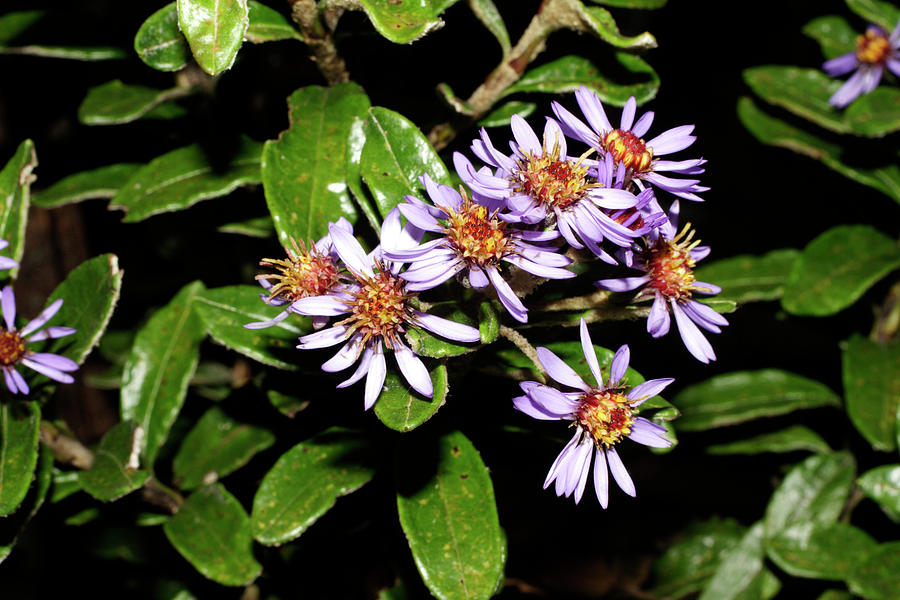 Asteraceae Flowers Photograph by Dr Morley Read/science Photo Library