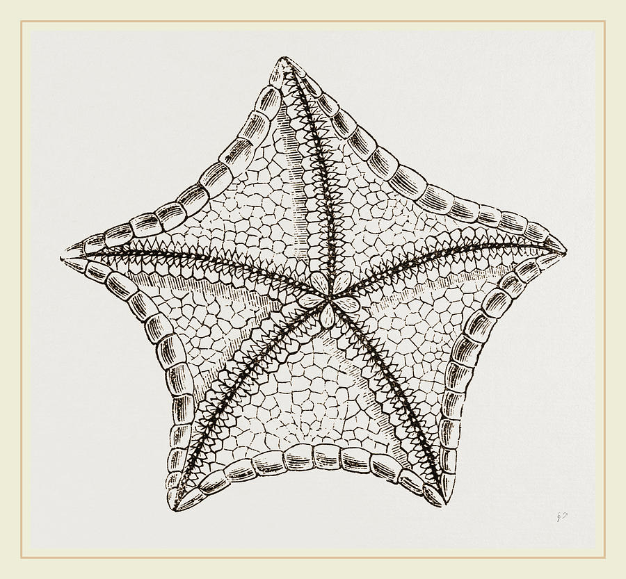 Asterias Tessellata Drawing by Litz Collection - Pixels