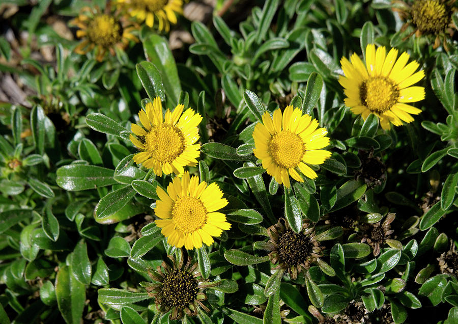 Asteriscus Maritimus 'compact Gold Coin' Photograph by Bob Gibbons ...