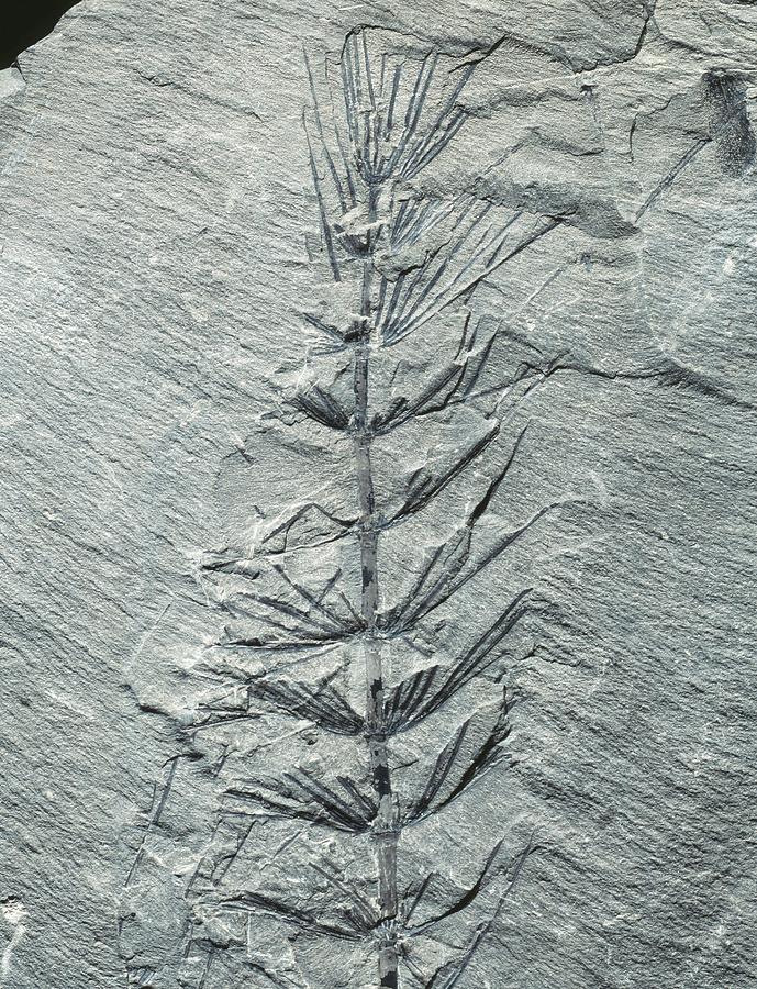 Asterophyllites Horsetail Fossil Photograph by Gilles Mermet