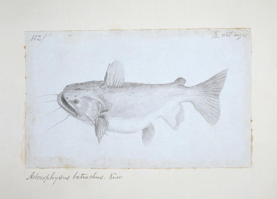 Catfish Photograph - Asterophysus Batrachus by Natural History Museum, London