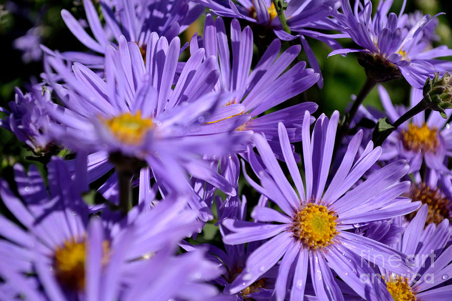 Asters after the rain Photograph by Scott Lyons