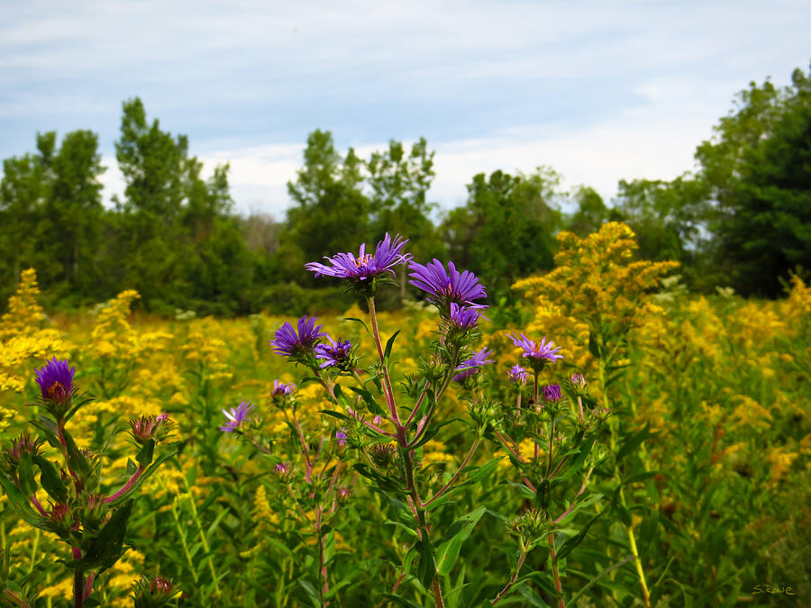Tree Photograph - Asters and Goldenrod by Shawna Rowe
