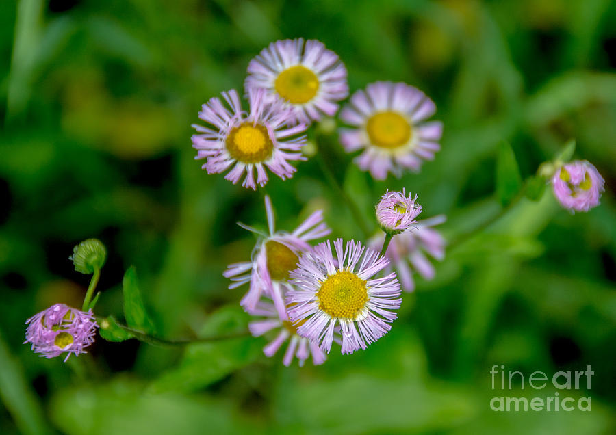 Asters from Above Photograph by Cheryl Baxter