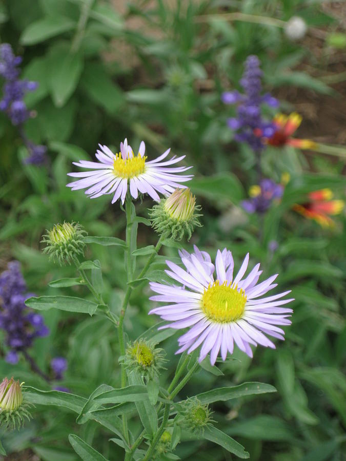 Asters in close-up Photograph by Ron Monsour