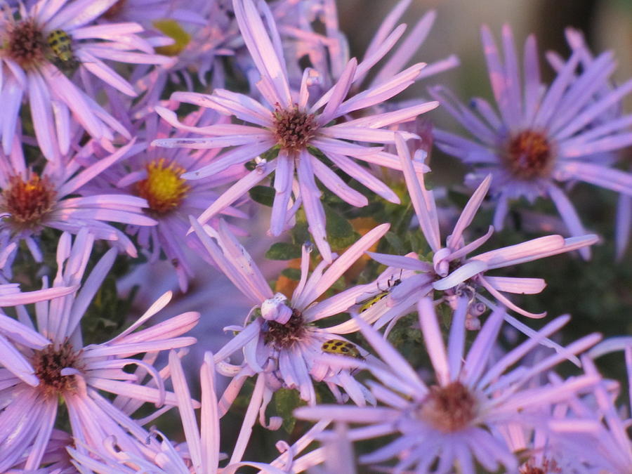 Asters in the Autumn Photograph by Shawn Hughes