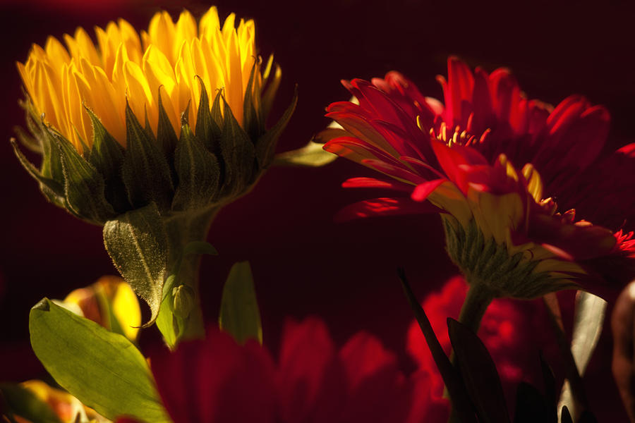 Nature Photograph - Asters in the Light by Andrew Soundarajan