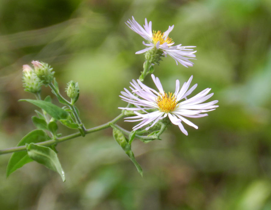 Asters In The Wild Photograph