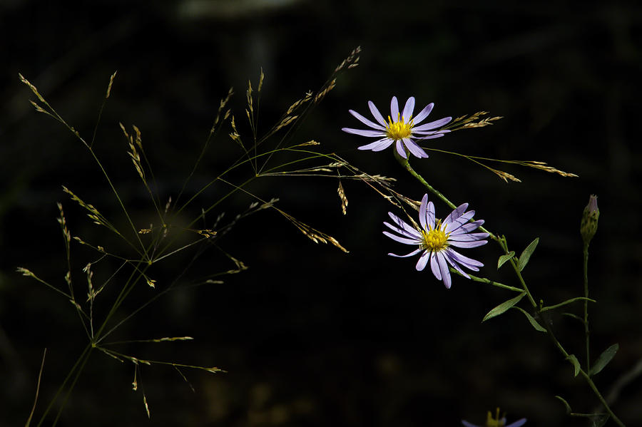 Asters in Woodland Light Photograph by Michael Dougherty