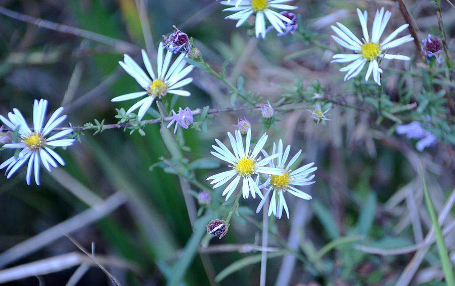 Asters Photograph by Linda Brown