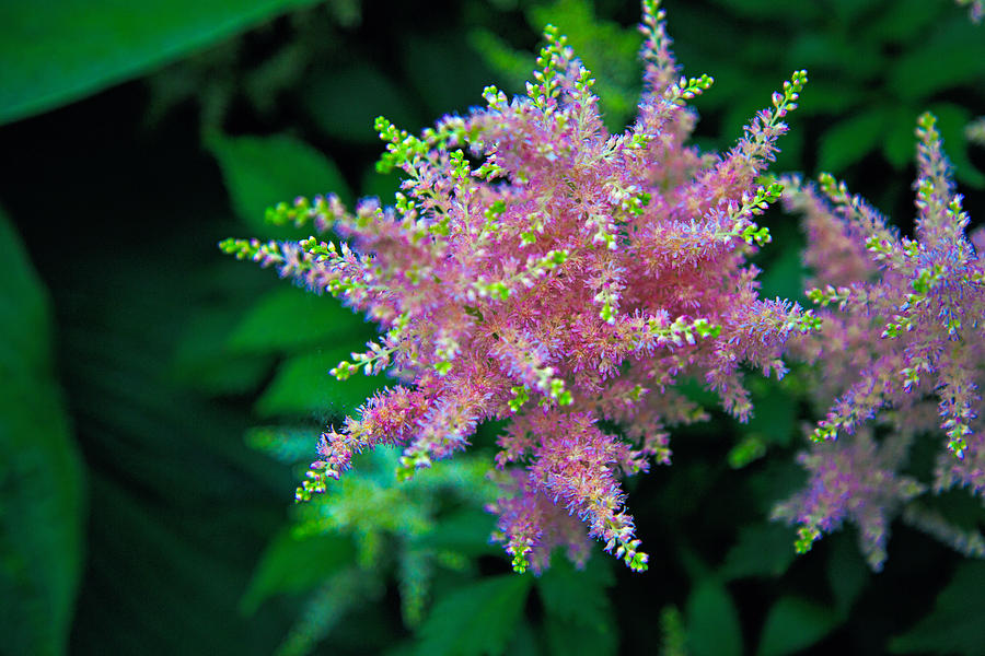 Astilbe Photograph by John Hoey
