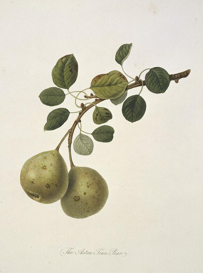 William Hooker Photograph - Aston Town Pear (1818) by Science Photo Library