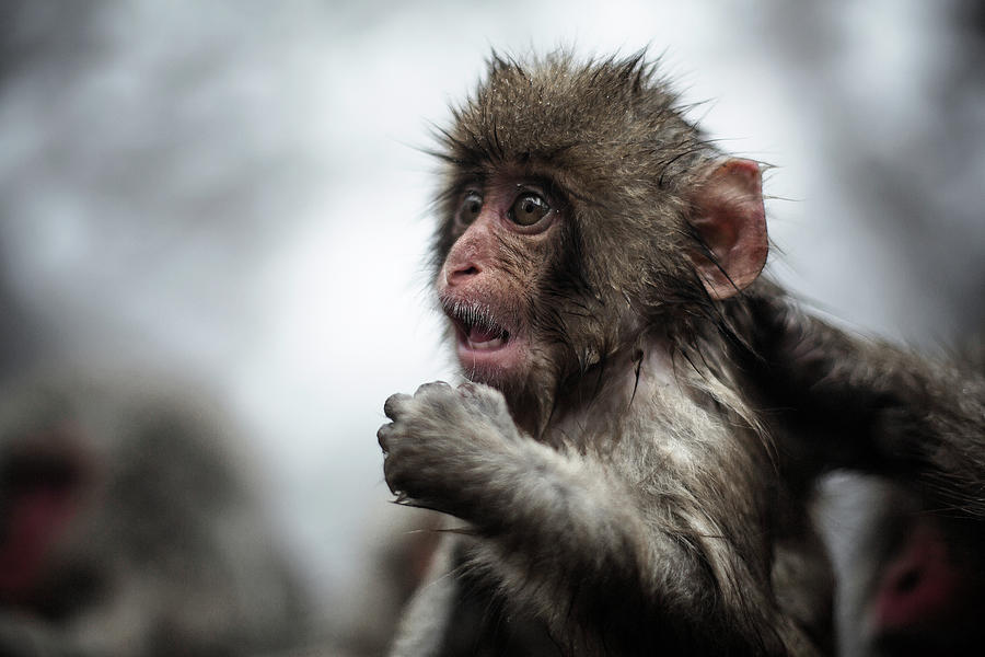 Astonished Baby Snow Monkey Photograph by Moaan