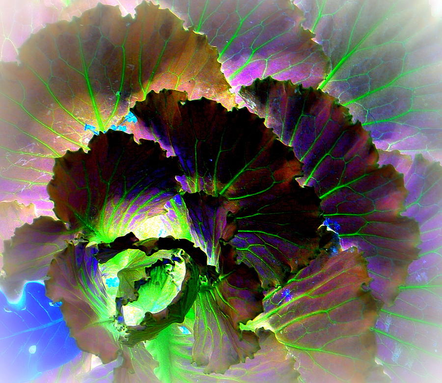 Astonishing Cabbage PD Photograph by Antonia Citrino