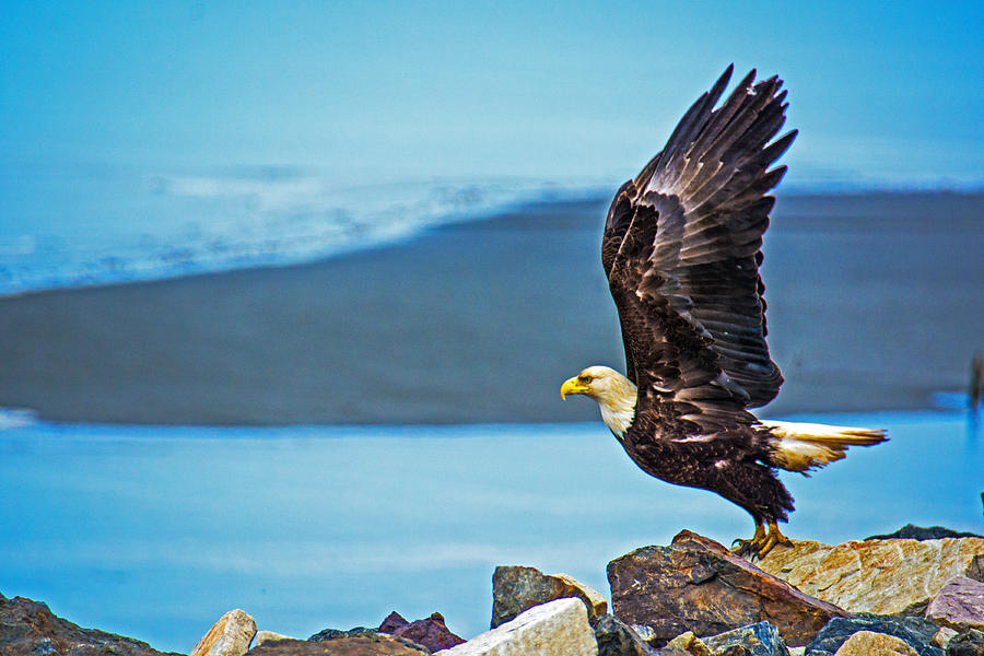 Astounding Bald Eagle Homer Spit Alaska Digital Art by Debra  Miller