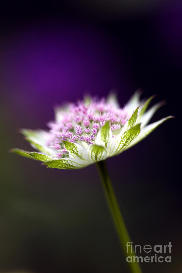 Flower Photograph - Astrantia Buckland Flower by Tim Gainey