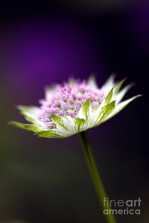 Astrantia Buckland Flower Photograph by Tim Gainey Astrantia Buckland Flower Photograph by Tim Gainey