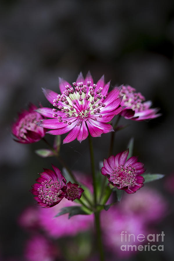 Flower Photograph - Astrantia Hadspen Blood Flower by Tim Gainey