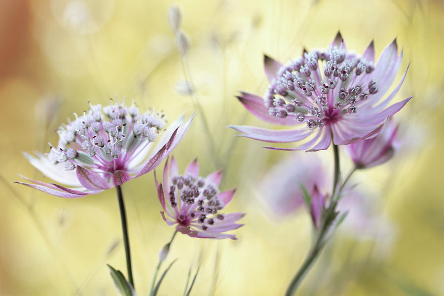 Astrantia Major Photograph by Mandy Disher