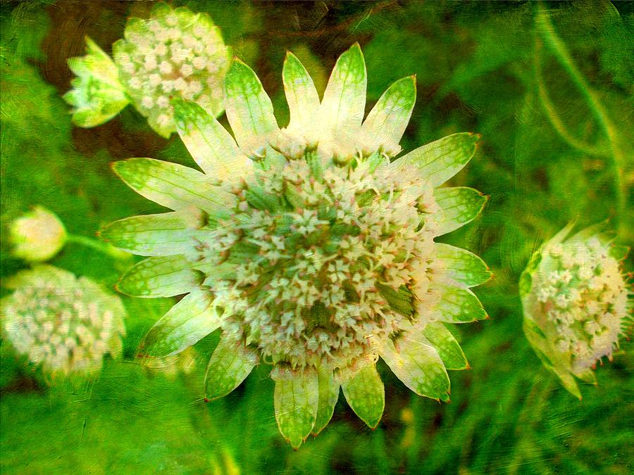 Green Photograph - Astrantia with added texture by Angel One