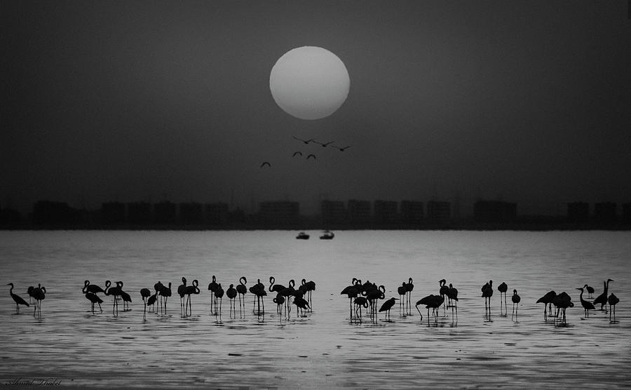 At A Glance Photograph by Ahmed Thabet