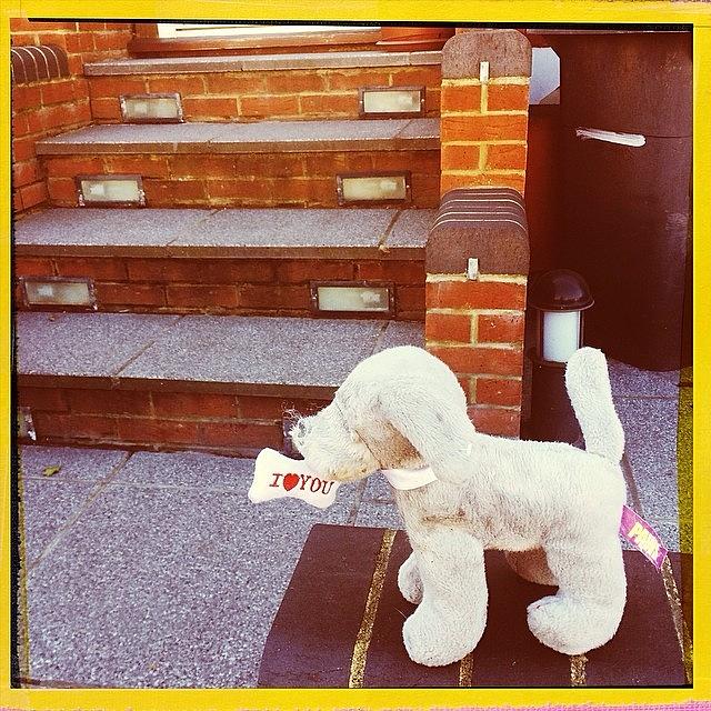 London Photograph - ...at A House Entrance... #london #dog by Niels Koschoreck