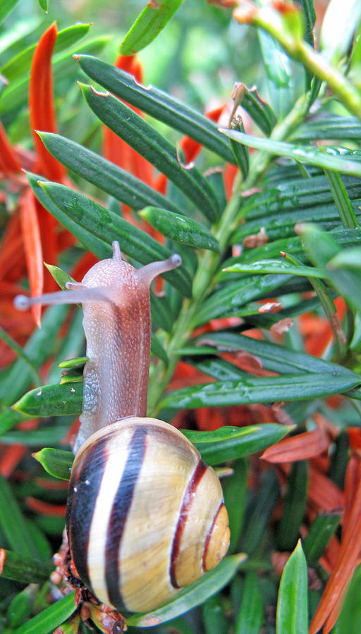 At a Snails Pace Photograph by Barbara McDevitt