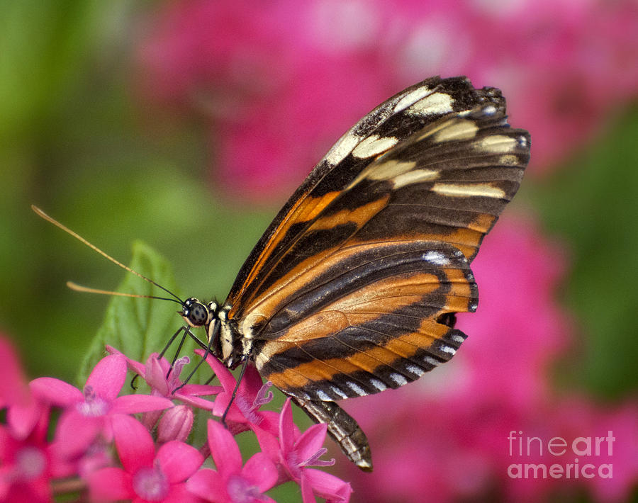 Butterfly Photograph - At Rest by Claudia Kuhn