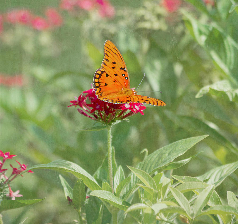 At Rest - Gulf Fritillary Butterfly Photograph by Kim Hojnacki