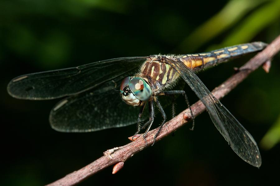 Dragonfly Photograph - At Rest by Mike Farslow