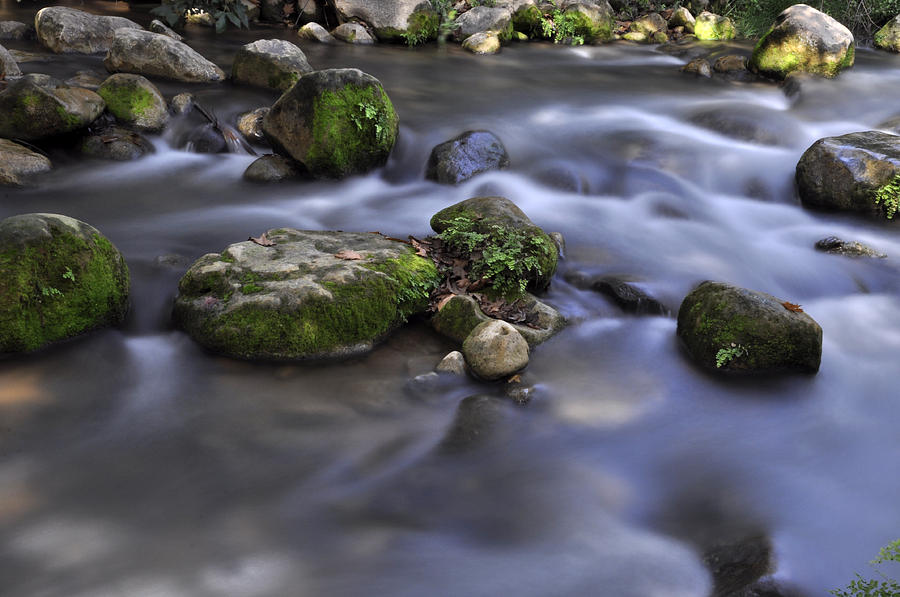Water Photograph - At the Banias river 1 by Dubi Roman