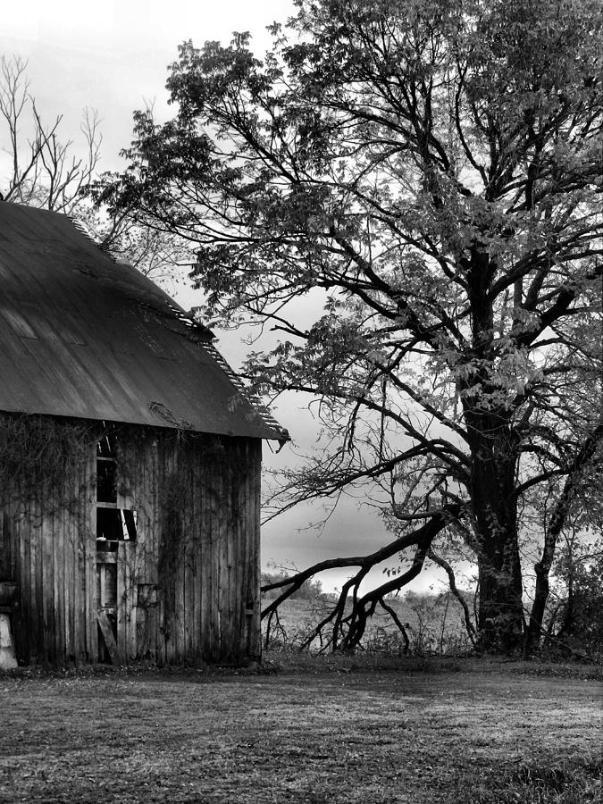 At the Barn in BW Photograph by Julie Dant