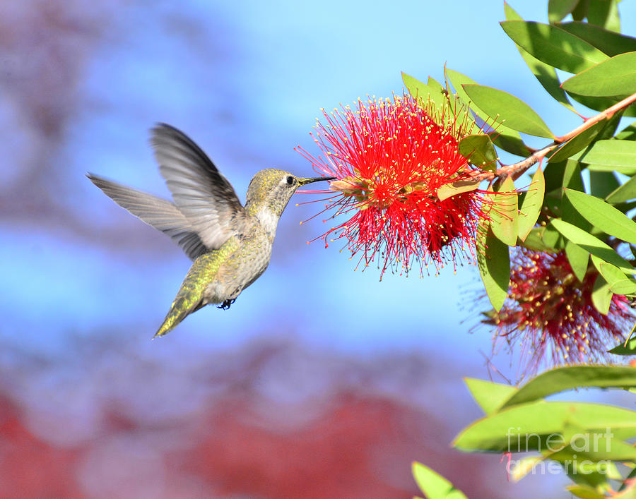 Hummingbird Photograph - At the Bottle Brush Tree by Debby Pueschel