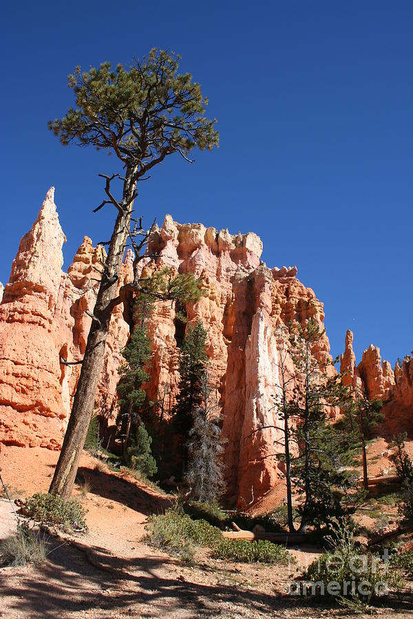 Canyon Photograph - At The Bottom Of The Bryce Np by Christiane Schulze Art And Photography Canyon Photograph - At The Bottom Of The Bryce Np by Christiane Schulze Art And Photography