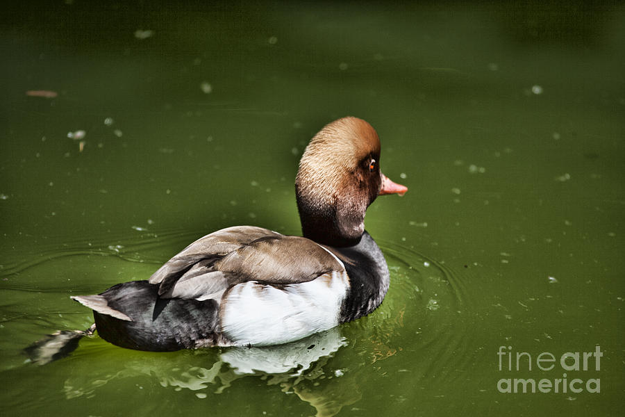 Duck Photograph - At the Duck Pond by Douglas Barnard