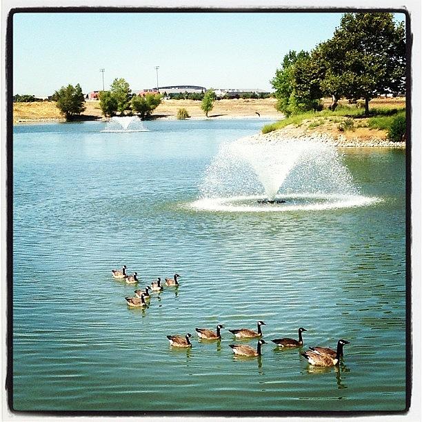 Duck Photograph - At The Duck Pond.  by J Lopez