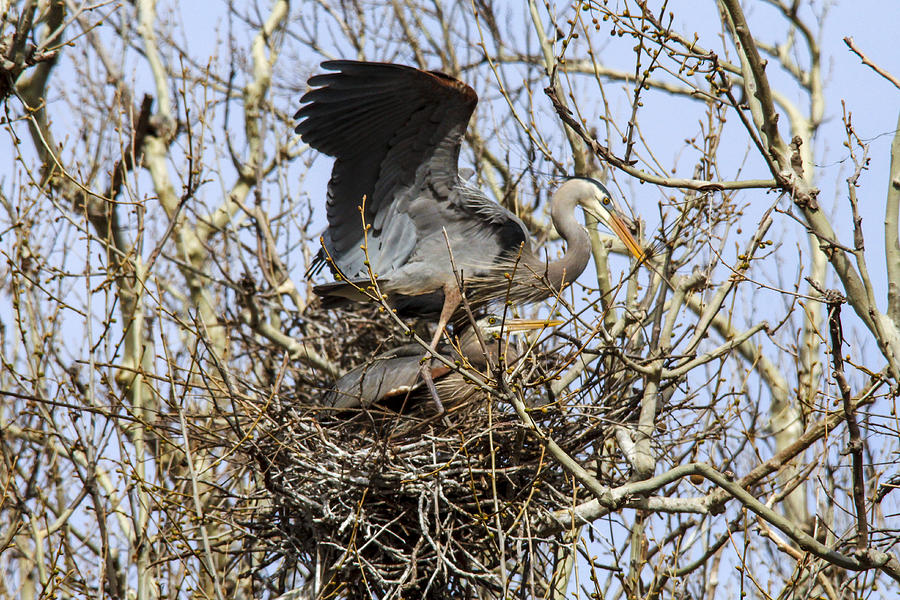 Great Blue Heron Photograph - At the Heronry by Jill Bell Great Blue Heron Photograph - At the Heronry by Jill Bell