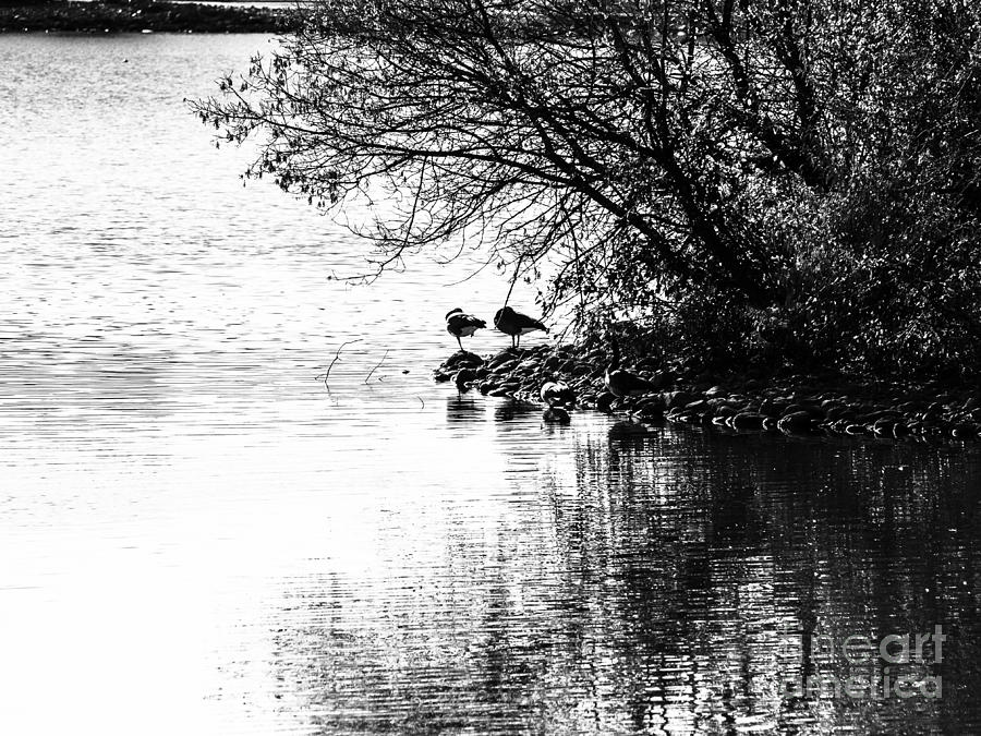 Black And White Photograph - At the Lake-39 by David Fabian