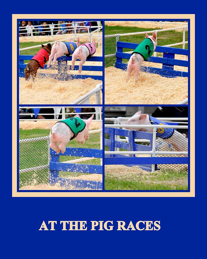 At the Pig Races Photograph by AJ  Schibig