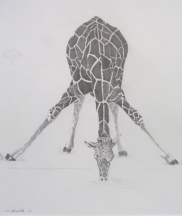 At The Water Hole Drawing by William Lorimer Fine Art America