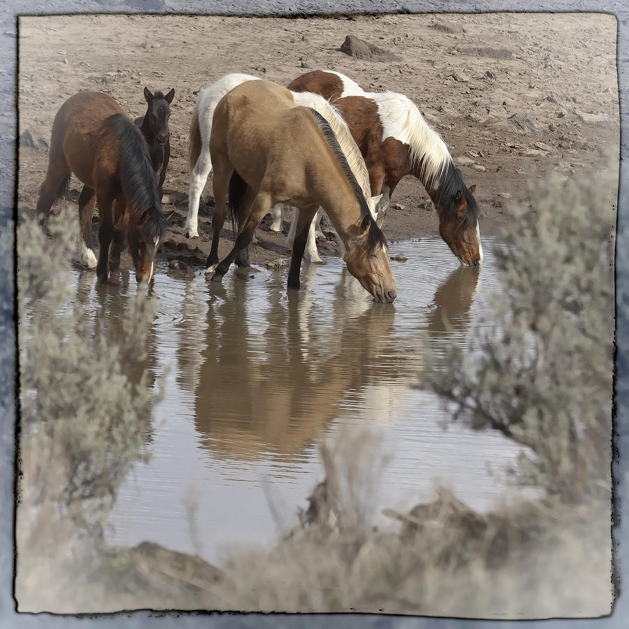At The Watering Hole Photograph by Wes and Dotty Weber